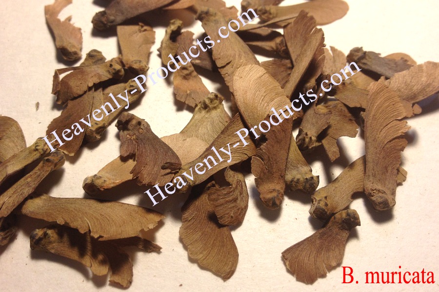 Banisteriopsis caapi (Red) - 10 Seeds
