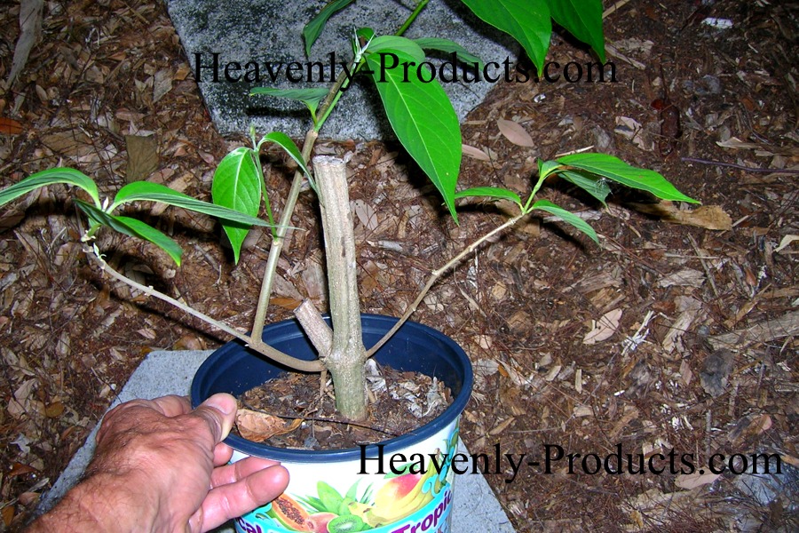 Banisteriopsis caapi- BIG Hardwood Plant