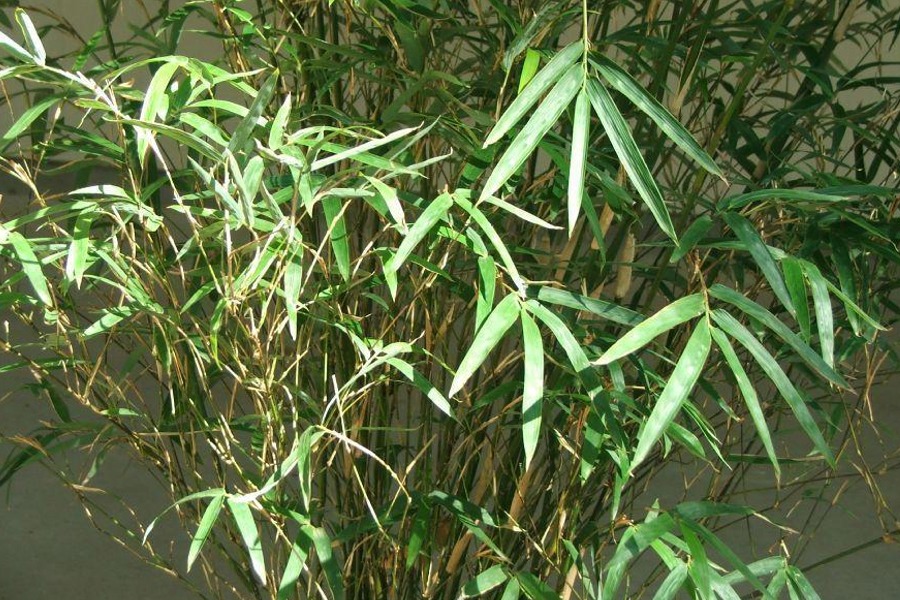 Bambusa multiplex Bamboo (Golden Goddess) - Rooted
