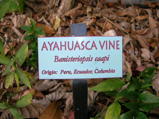 Banisteriopsis caapi (Peruvian Black Strain) - Hardwood Cutting