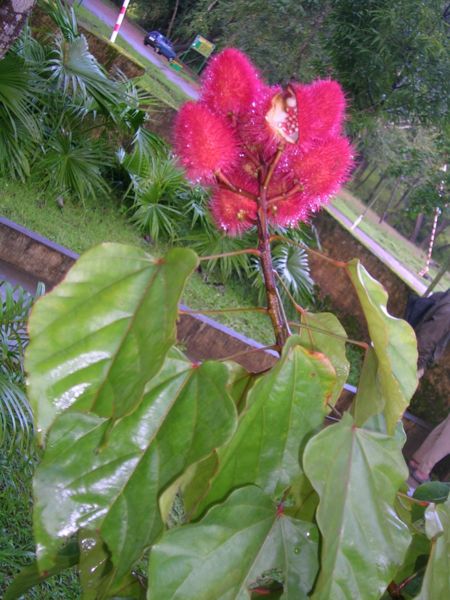 Bixa orellana (Achiote) Lipstick Tree 10 Seeds #Z