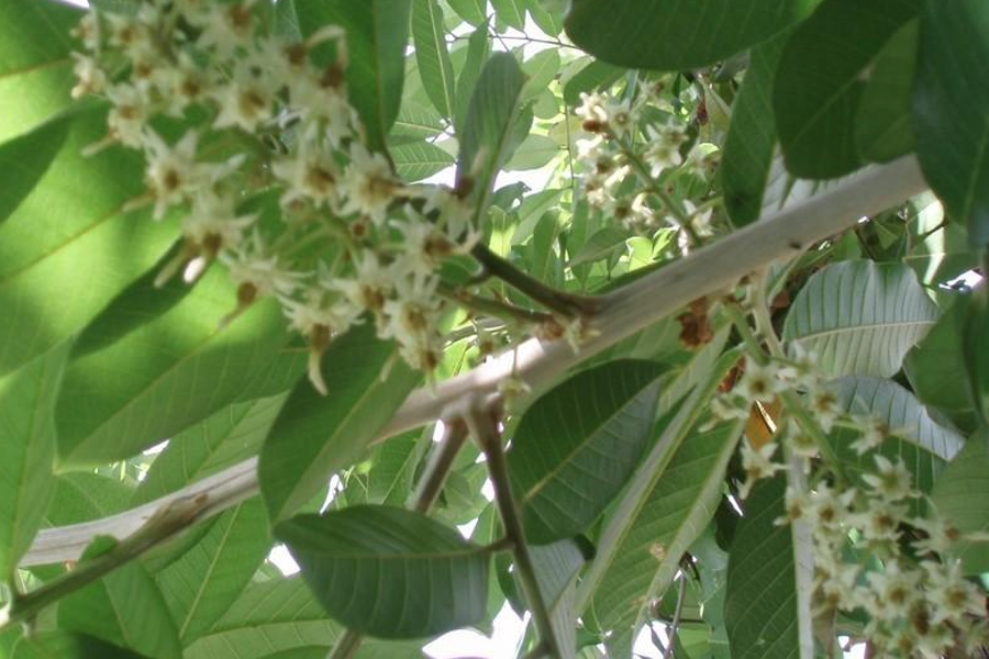 Blighia sapida (Akee Fruit Tree) Seeds