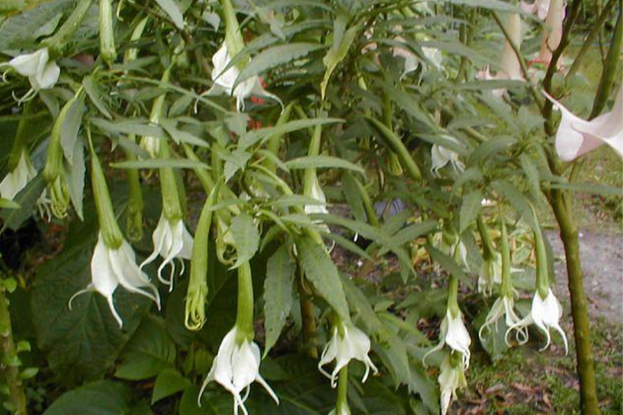 Solanaceae Brugmansia aurea 'Culebra' Cutting