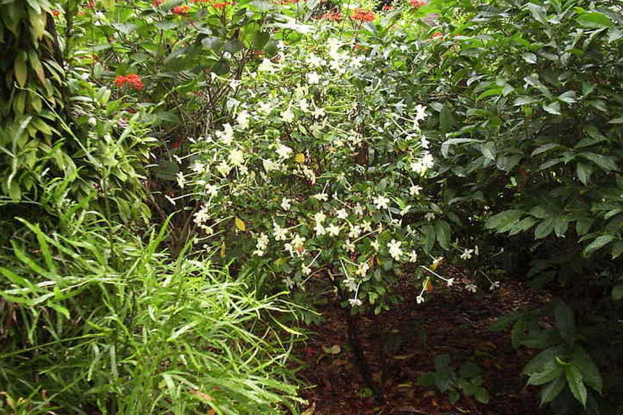 Solanaceae Brunfelsia abbottii Cutting