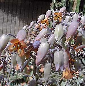 Bryophyllum fedtschenkoi Cutting