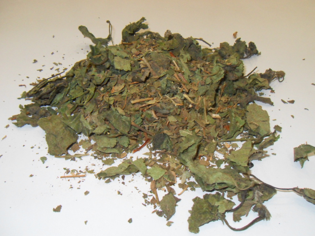 Calea zacatechichi (Dream Herb) Non-Bitter Leaves