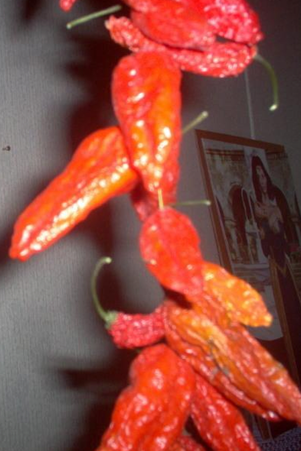 Capsicum chinense 'Bhut Jolokia' 1 Dried Pepper