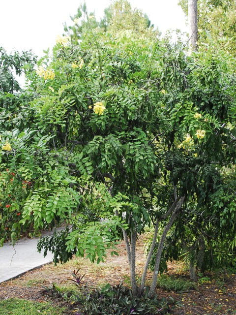 Cassia fistula-Golden Shower Tree, Golden Chain Tree 5 Seeds #Z