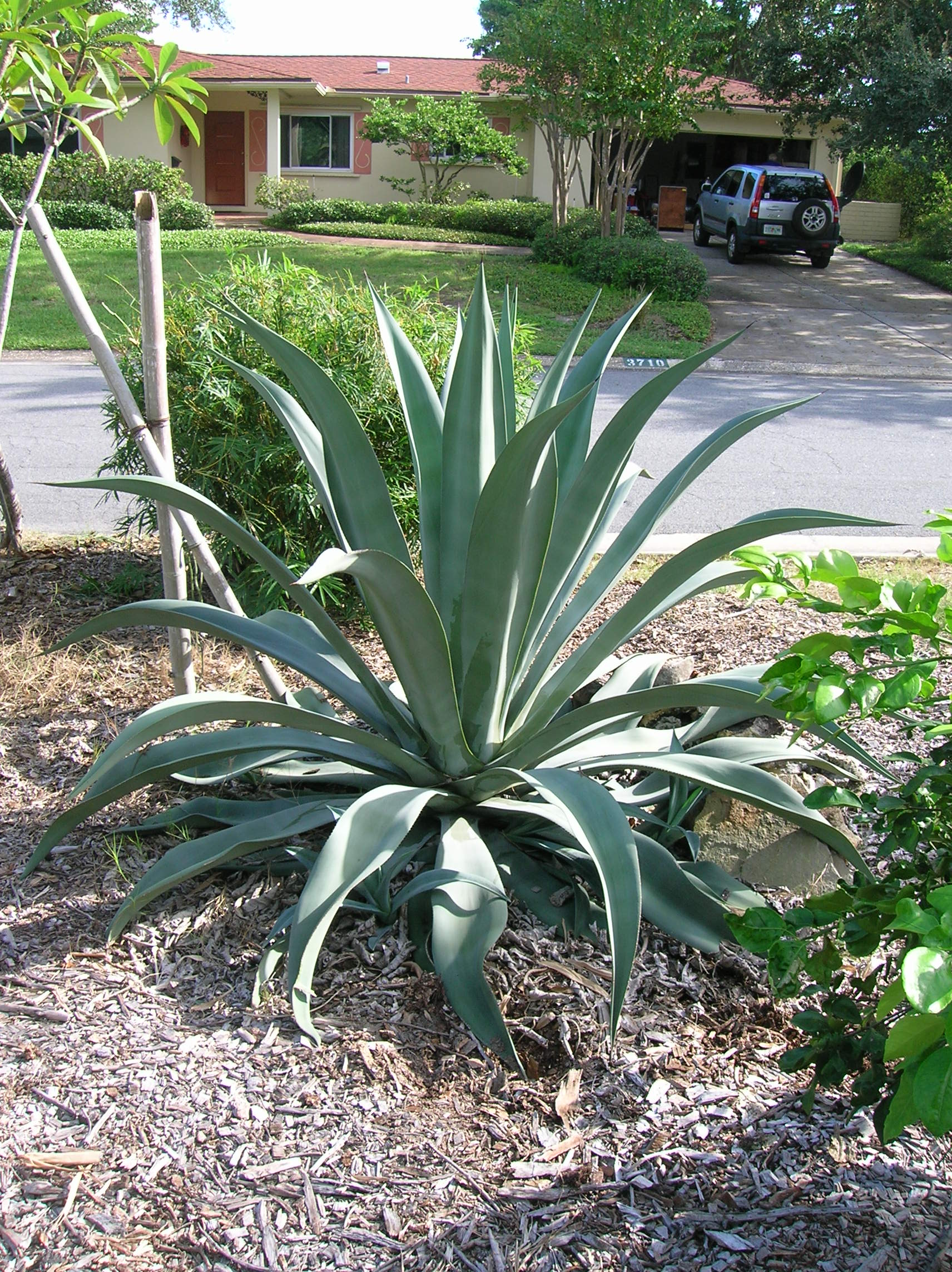 Agave (Blue Agave) 1 Bare Rooted