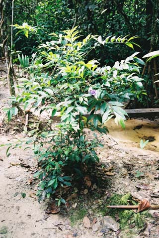 Brunfelsia grandiflora (Chiric Sanango) Rooted