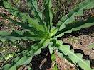 Chlorogalum pomeridianum (Lily, Soap) 20 Seeds #HH