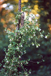 Codonopsis pilosula (Codonopsis) 100 Seeds #HH