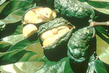 Cola acuminata- Kola Nut Pieces- 1/2LB (224g)