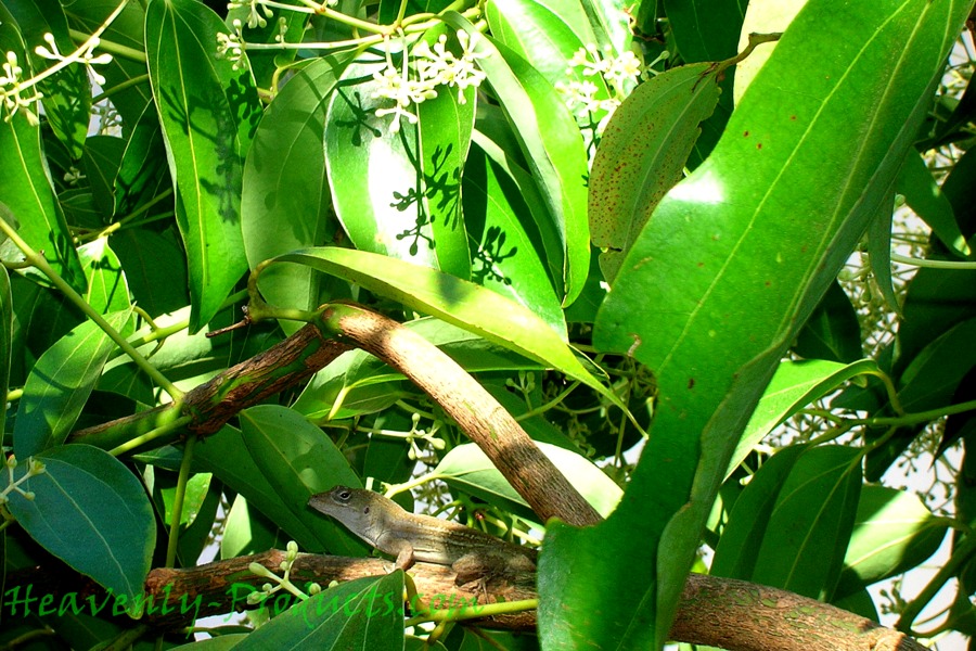 Cinnamomum zeylanicum (Ceylon Cinnamon Tree) Cutting