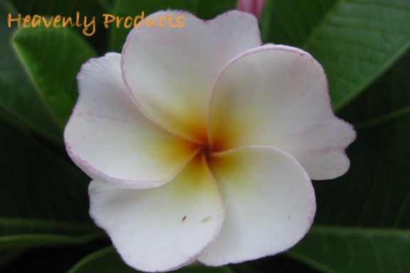 Plumeria obtusa  'Dwarf Harmonious' - Rooted