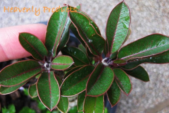 Plumeria obtusa 'Dwarf Mini Siam Star' - Rooted