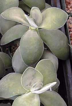 Crassula obovata Cutting