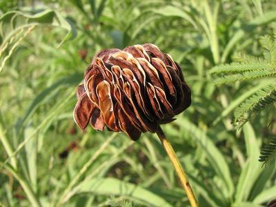 Desmanthus illinoensis (Illinois Bundle Flower)  Seeds