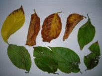 Banisteriopsis caapi (Yellow) Grade B Dried Leaves- 1oz (28g)