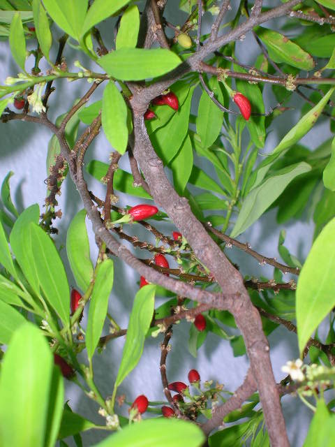 E. novogranatense var. Novogranatense (Coca) - 15 Seeds