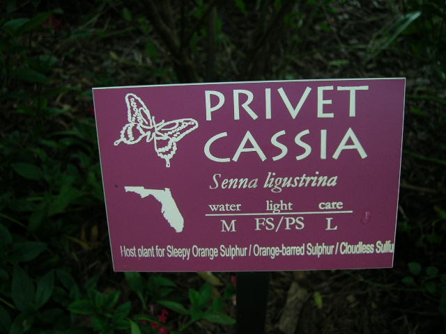 Privet cassia (Senna ligistrina) Seed Pod