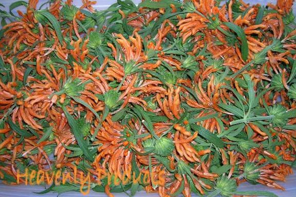Leonotis leonurus- (Wild Dagga) Dried Flower Tops Only