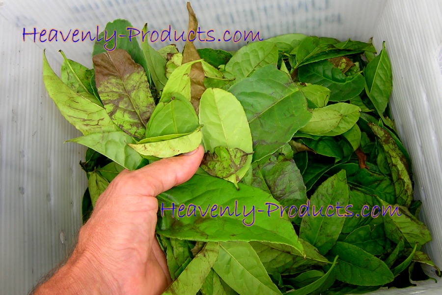 Ilex guayusa- Florida Wayusa Whole Leaves 1/4lb (114 gms)