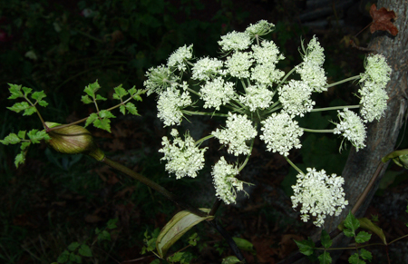 Angelica sinensis (Dang-gui) 100 Seeds