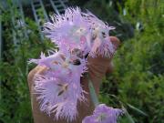 Dianthus superbus (Dianthus, Fringed Pink) 50 Seeds