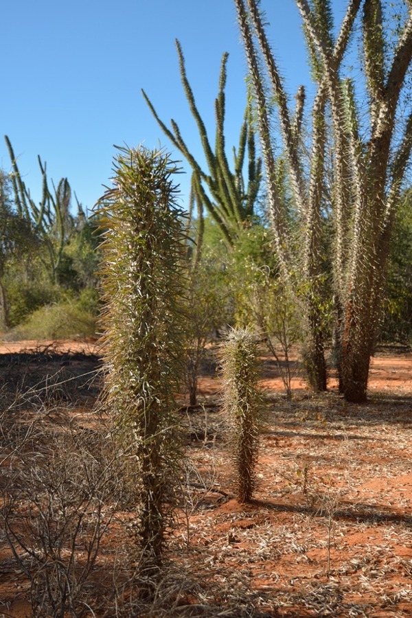 Didiera madagascariensis Very Rare Cactus- Rooted