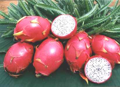 Hylocereus Pitaya Dragon Fruit- 50 Seeds