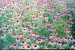 Echinacea Set (9 Different seed packets) Seeds #HH