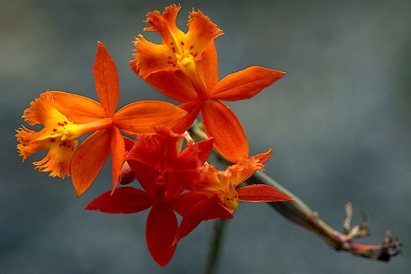 Epidendrum radicans 'Crucifix Orchid' 1 Bare Rooted