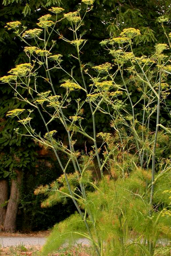 Foeniculum vulgare (Common Grosfruchtiger) Fennel 100 Seeds #HH