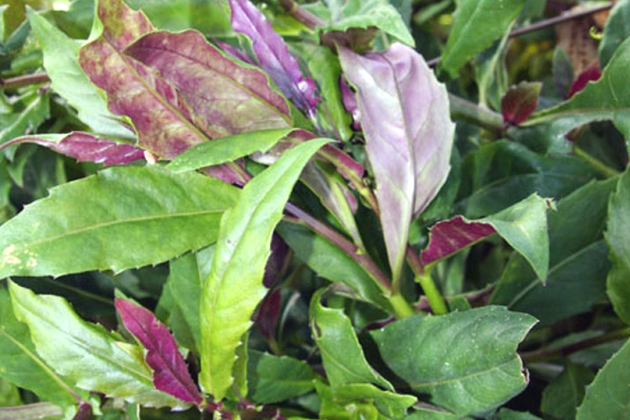 Gynura bicolor (Okinawan Spinach)- Rooted