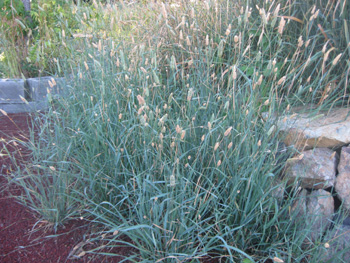Phalaris aquatica (Phalaris Grass) 50 Seeds