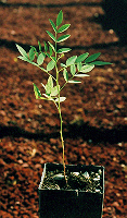 Glycyrrhiza glabra (Licorice, Official) 30 Seeds #HH
