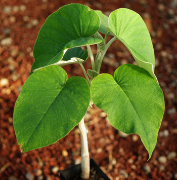 Argyreia nervosa (Hawaiian Baby Woodrose) 10 Seeds