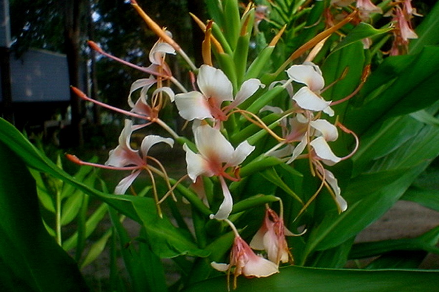 Hedychium Butterfly Ginger- Tai Conch Pink Rooted