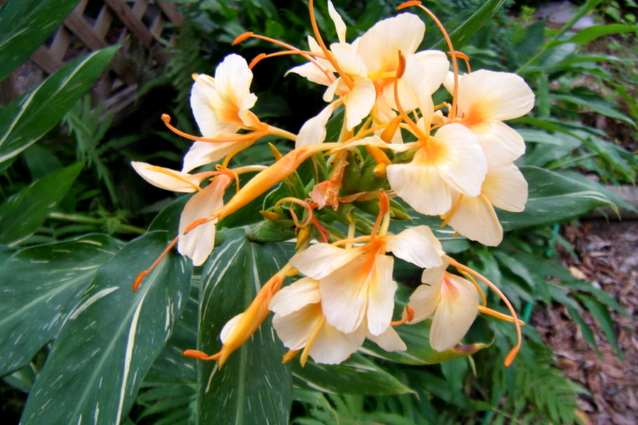 Hedychium 'Dr. Moy' Ginger Rooted