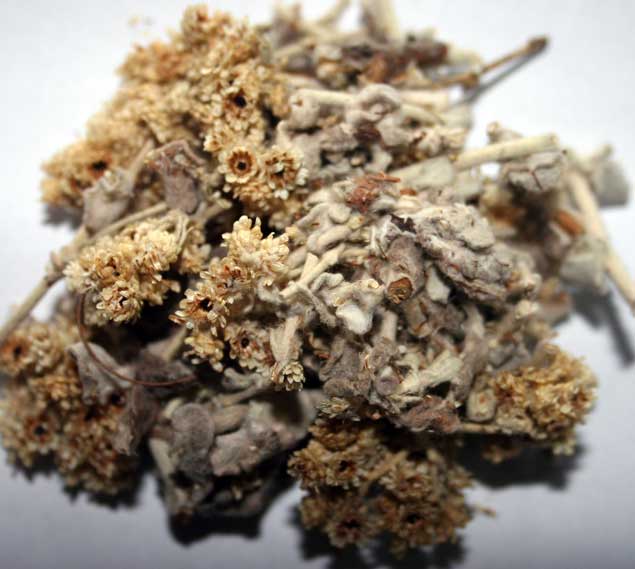 Helichrysum odoratissimum- Imphepho 1/2lb (224gms)