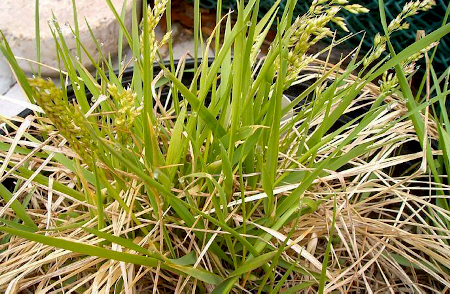 Hierochloe odorata- (Sweetgrass) - Rooted