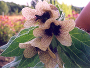 Hyoscyamus niger (Henbane, Black) 50 Seeds