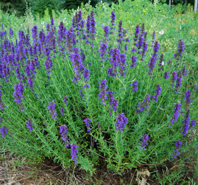 Hyssopus officinalis (Hyssop, Official) 100 Seeds