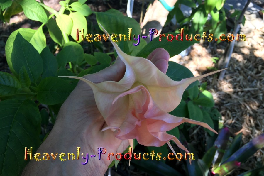 Solanaceae Brugmansia (Double Apricot) - Cutting