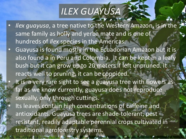 Ilex guayusa- Wayusa - RARE BIG Plants!