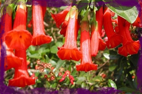 Iochroma fuchsioides (Red Flower) Cutting
