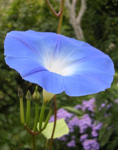 Ipomoea violacea Heavenly Blue Seeds (3 Gms)