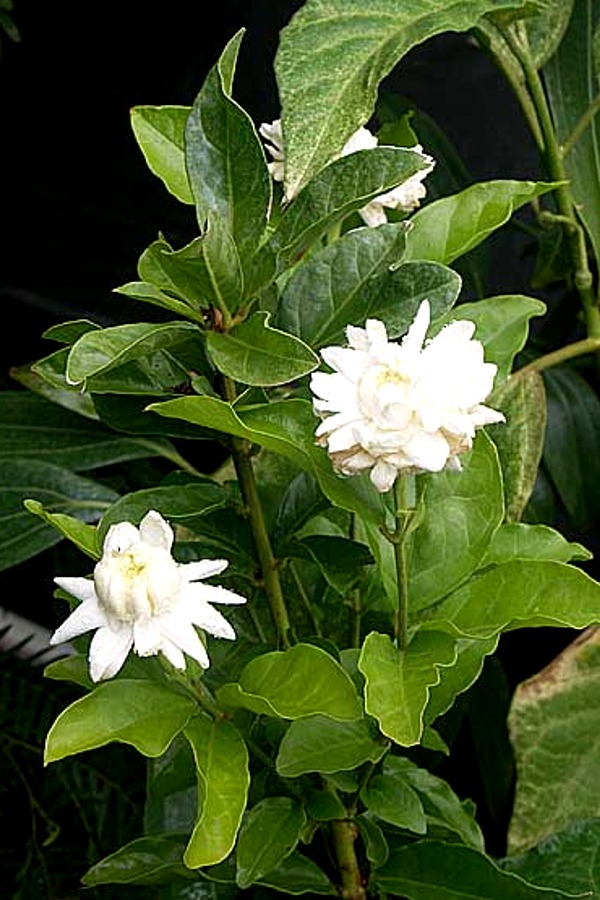Jasminum sambac - Sacred Jasmine - Rooted