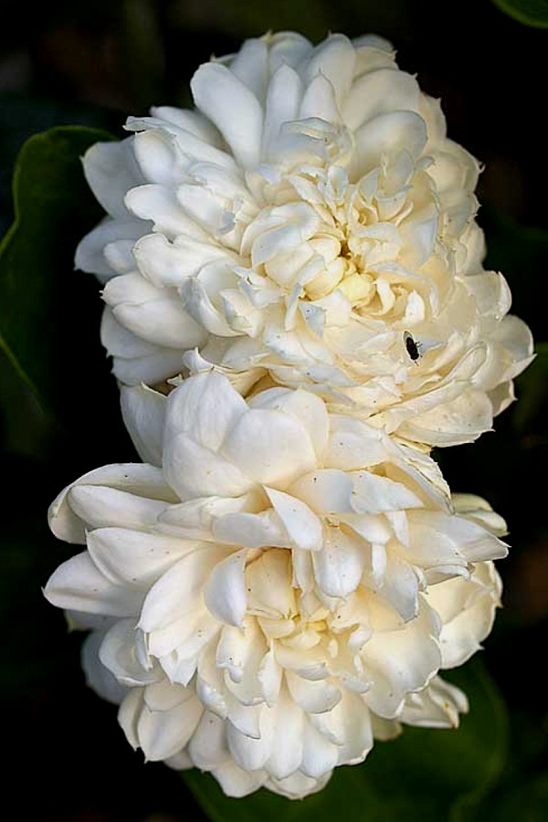 Jasminum sambac - Grand Duke Of Tuscany Jasmine- Rooted